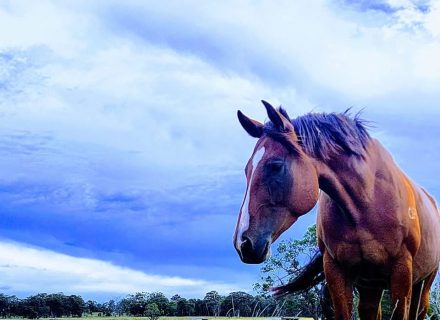 Spirit, Cottonvale-42
