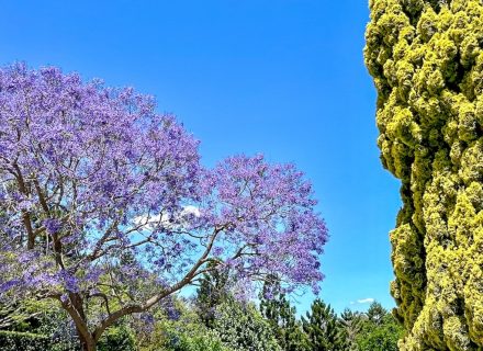 Summer Villa, Pullenvale 37