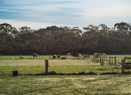 Sunflower Cottages, Freshwater Creek 8