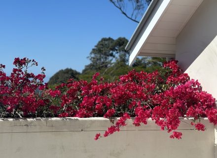 THE VIEW - BALCONY BOURGONVILLIA