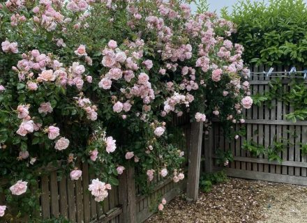 The Blushing Rose, Lexton 23