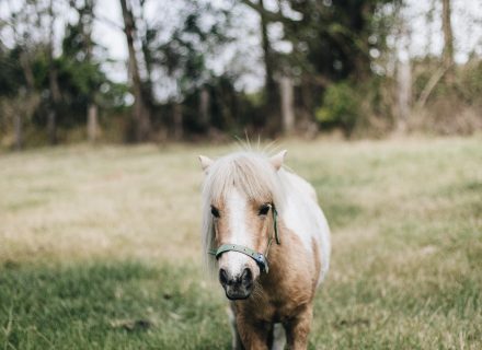 The Dara Farm, Berry-2