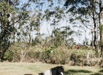 The Dara Farm, Berry-25