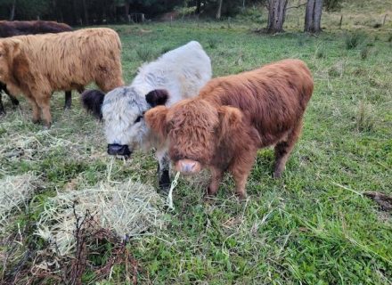 The Homestead, Currumbin Valley Cattle 1