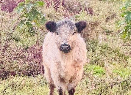 The Homestead, Currumbin Valley Cattle 2