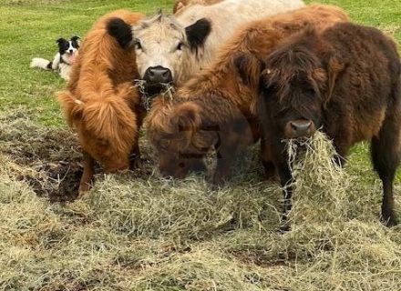The Homestead, Currumbin Valley Cattle 3