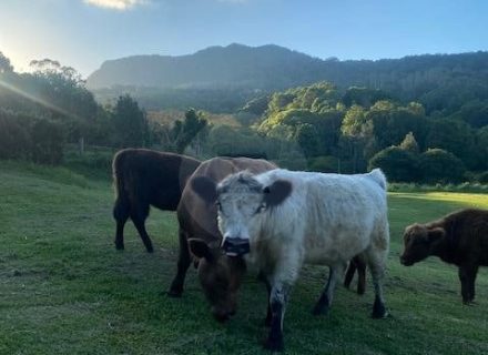 The Homestead, Currumbin Valley Cattle 4