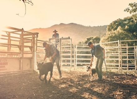 The Homestead, Currumbin Valley Cattle 5
