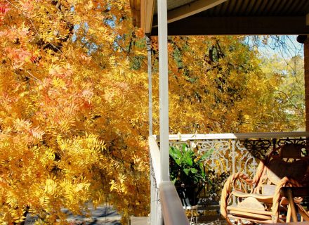 outdoor area backyard garden established pool