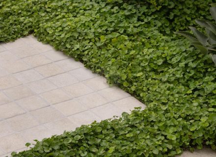 The Still House, Ormond-10