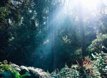 Belgrave, Dandenong Ranges