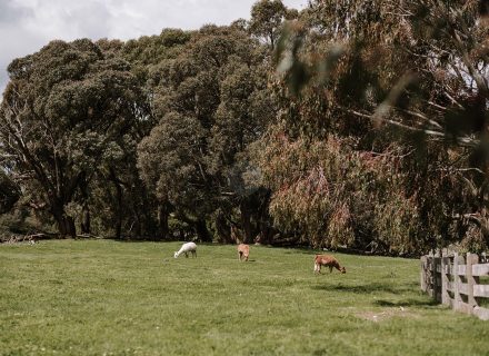 backyard garden established