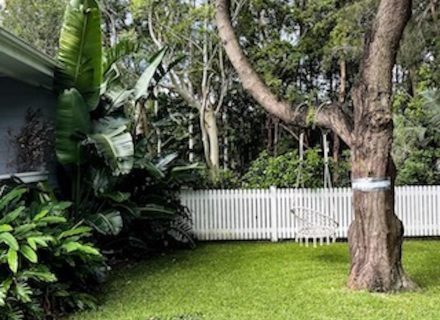 Verdure-Cottage-Thirroul-Garden_2279.jpeg