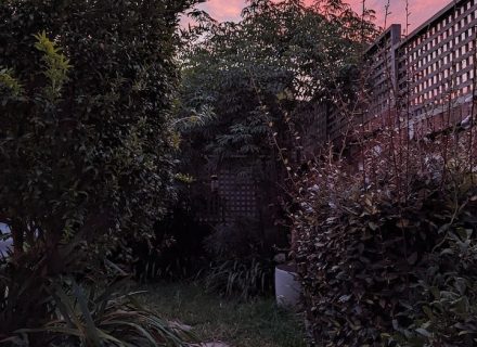 Wallflower, Toorak 22