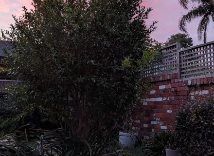 Wallflower, Toorak 23