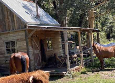 Wild-flower-farm-Thirlmere-horse-and-bull.jpg