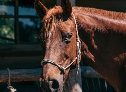 Wild-flower-farm-Thirlmere-horse.jpg