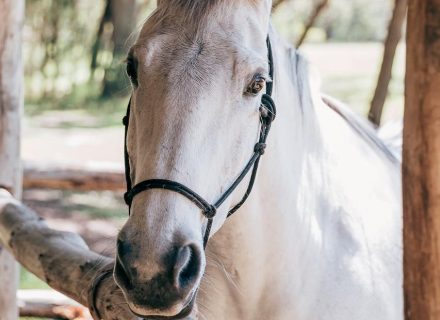 Wild-flower-farm-Thirlmere-horse-white.jpg