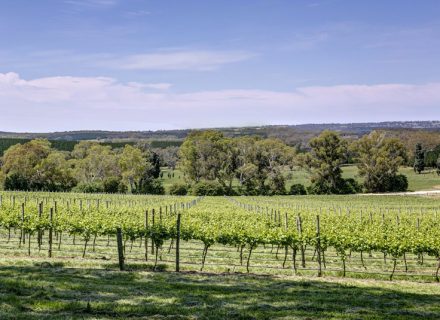 Windsor Abbey, Pewsey Vale-16