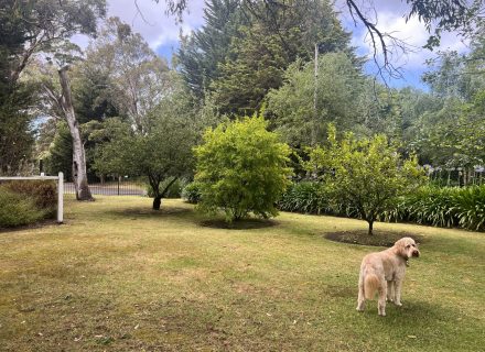 backyard