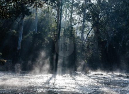 Yarraman, Park Orchard-18
