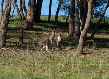 Yarraman, Park Orchard-21