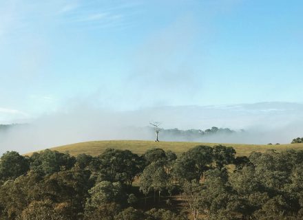 Yarraman-Park-Orchards-02-scaled-1.jpeg