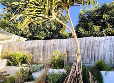 Zellige, Kingscliff-13