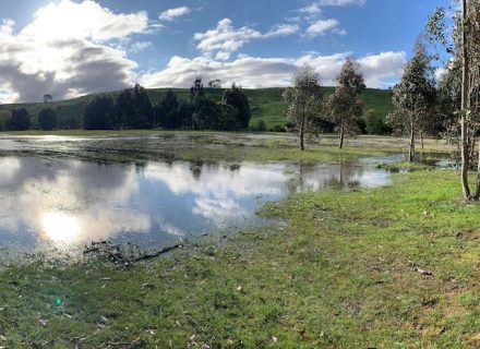 Olea Estate, Lauriston