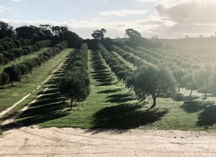 Olea Estate, Lauriston