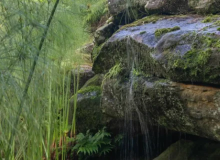 palm-shadow-house-lisarow_13